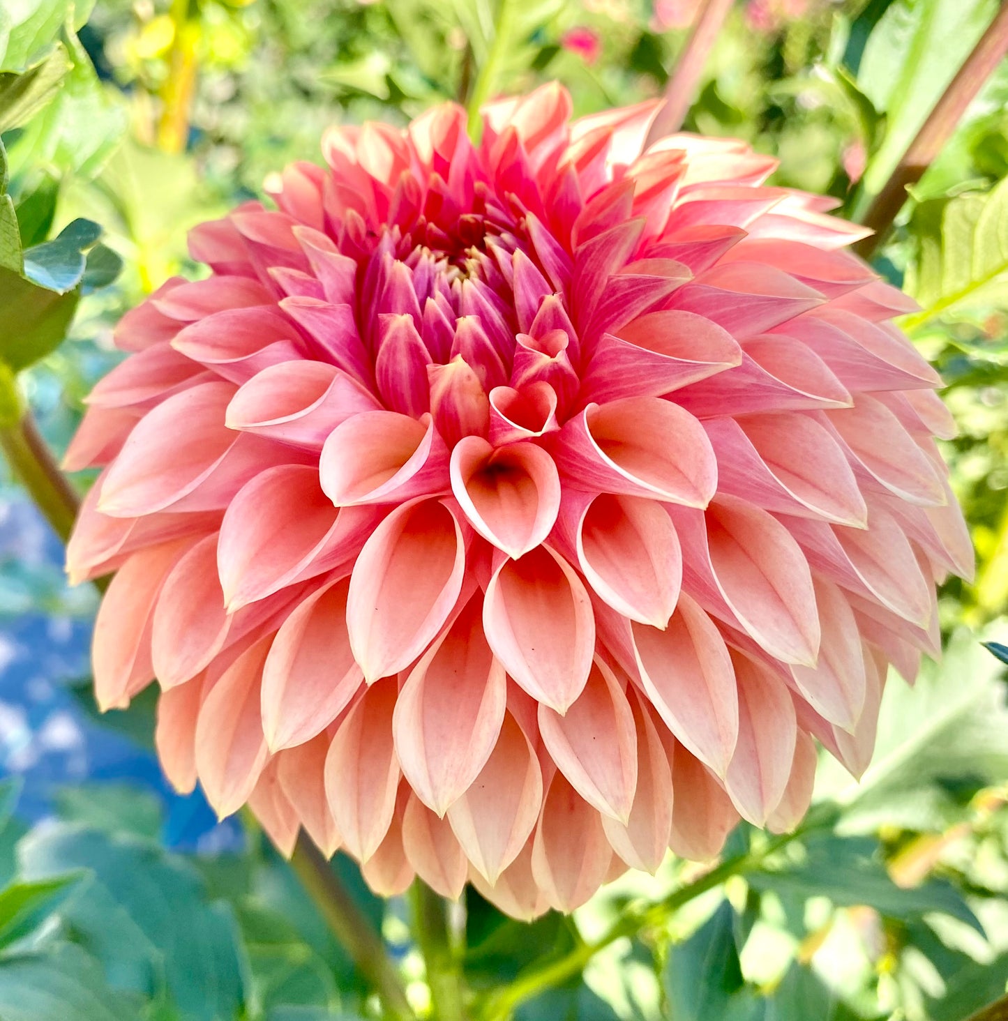 KA Desert Rose - Tuber