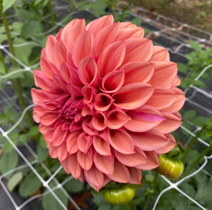 Orange Globe - Tuber