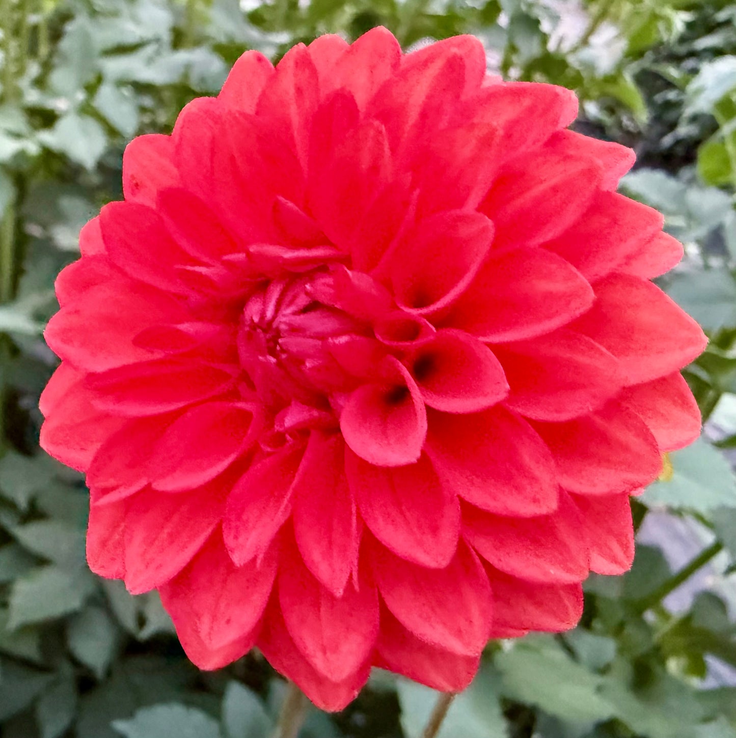 WB’s Molten Lava - Tuber