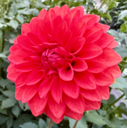 WB’s Molten Lava - Tuber