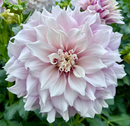 Allen’s Imagination - Tuber