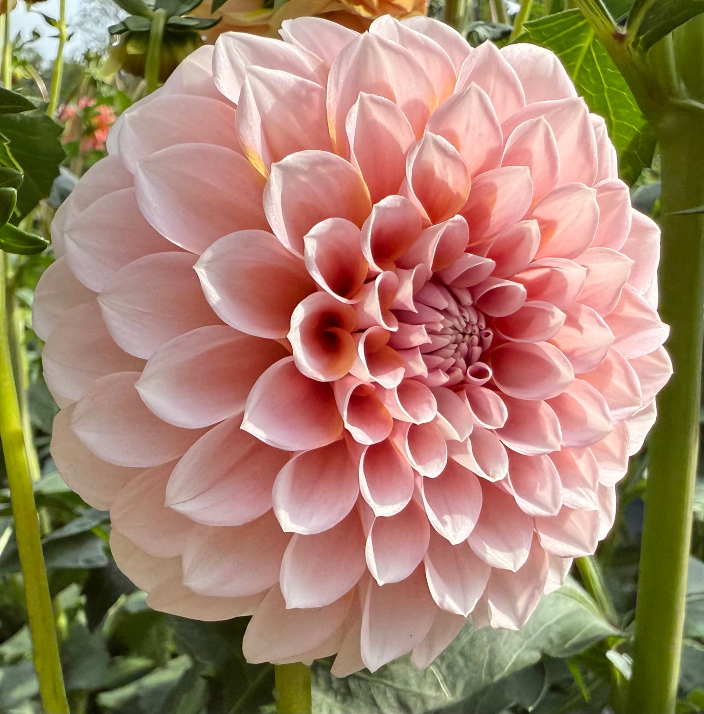 Bell’s Sienna Rose - Tuber