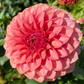 KA Keltie Rose - Tuber