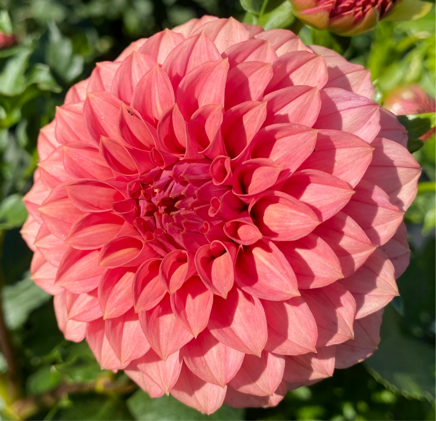 KA Keltie Rose - Tuber
