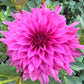 Bloomquist Blessing - Tuber