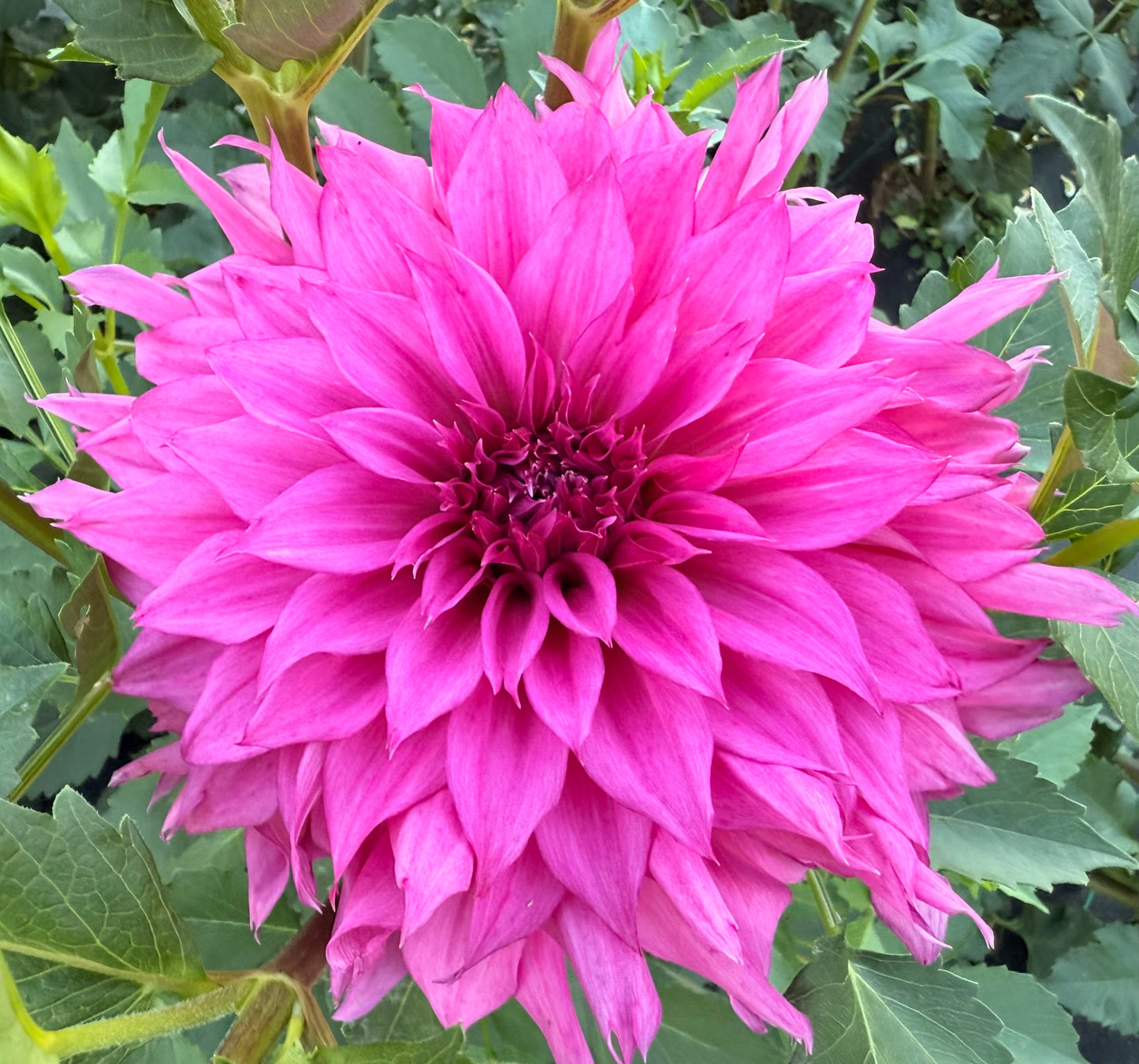 Bloomquist Blessing - Tuber