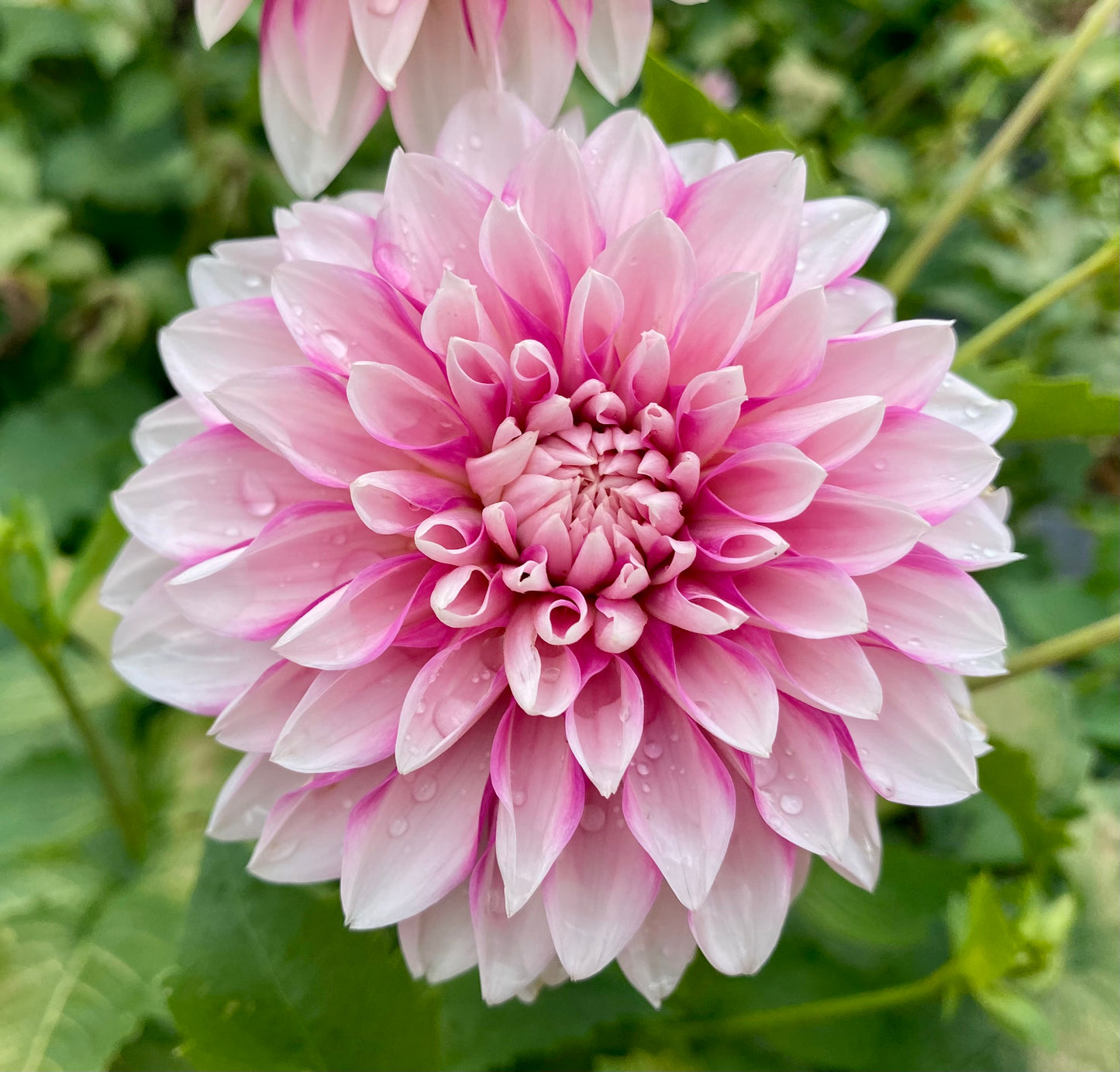 Budapest Blush - Tuber