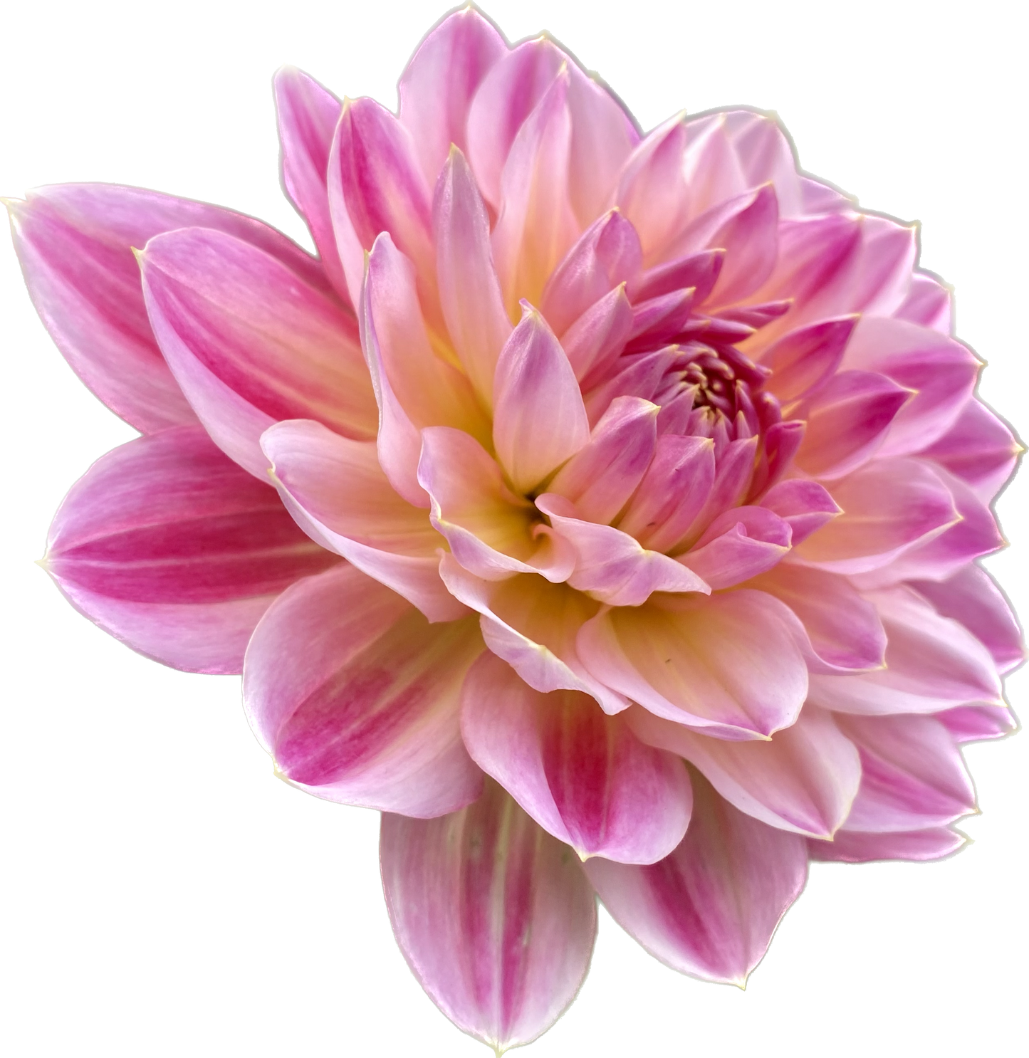 Hapet Elite - Tuber - LIMIT 1