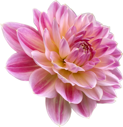 Hapet Elite - Tuber - LIMIT 1