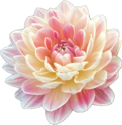 Hapet Elite - Tuber - LIMIT 1