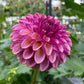 Ferncliff Thunder - Tuber