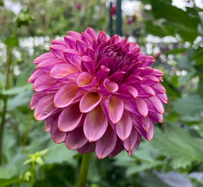 Ferncliff Thunder - Tuber