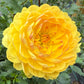 Sandia Gold - Tuber