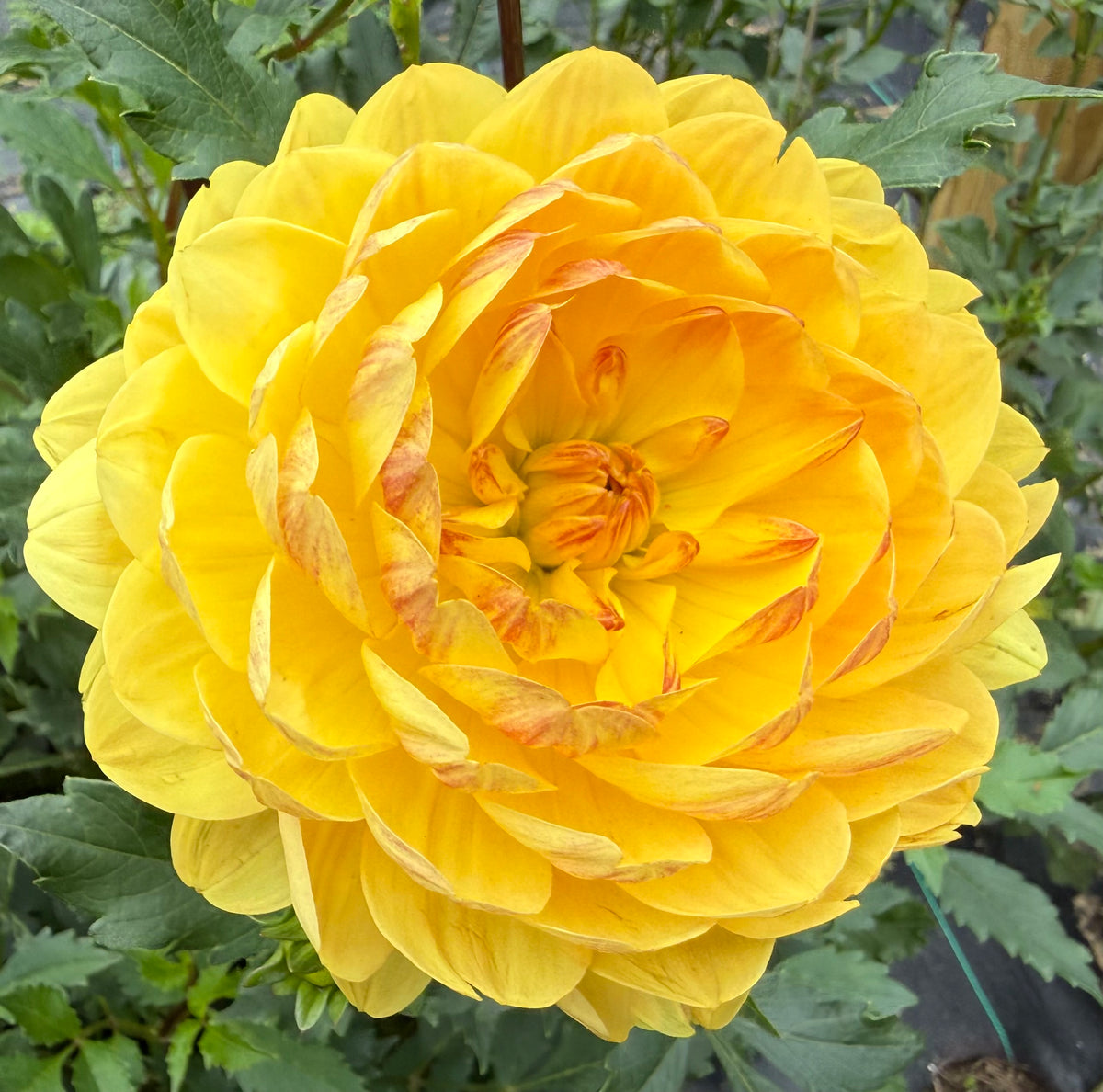 Sandia Gold - Tuber