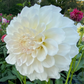Irish Ruffles - Tuber