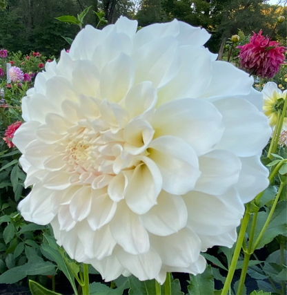 Irish Ruffles - Tuber