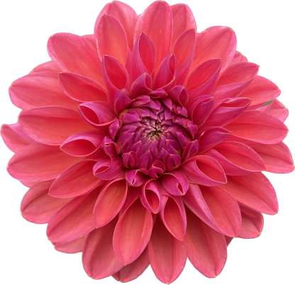 Bloomquist Curt - Tuber