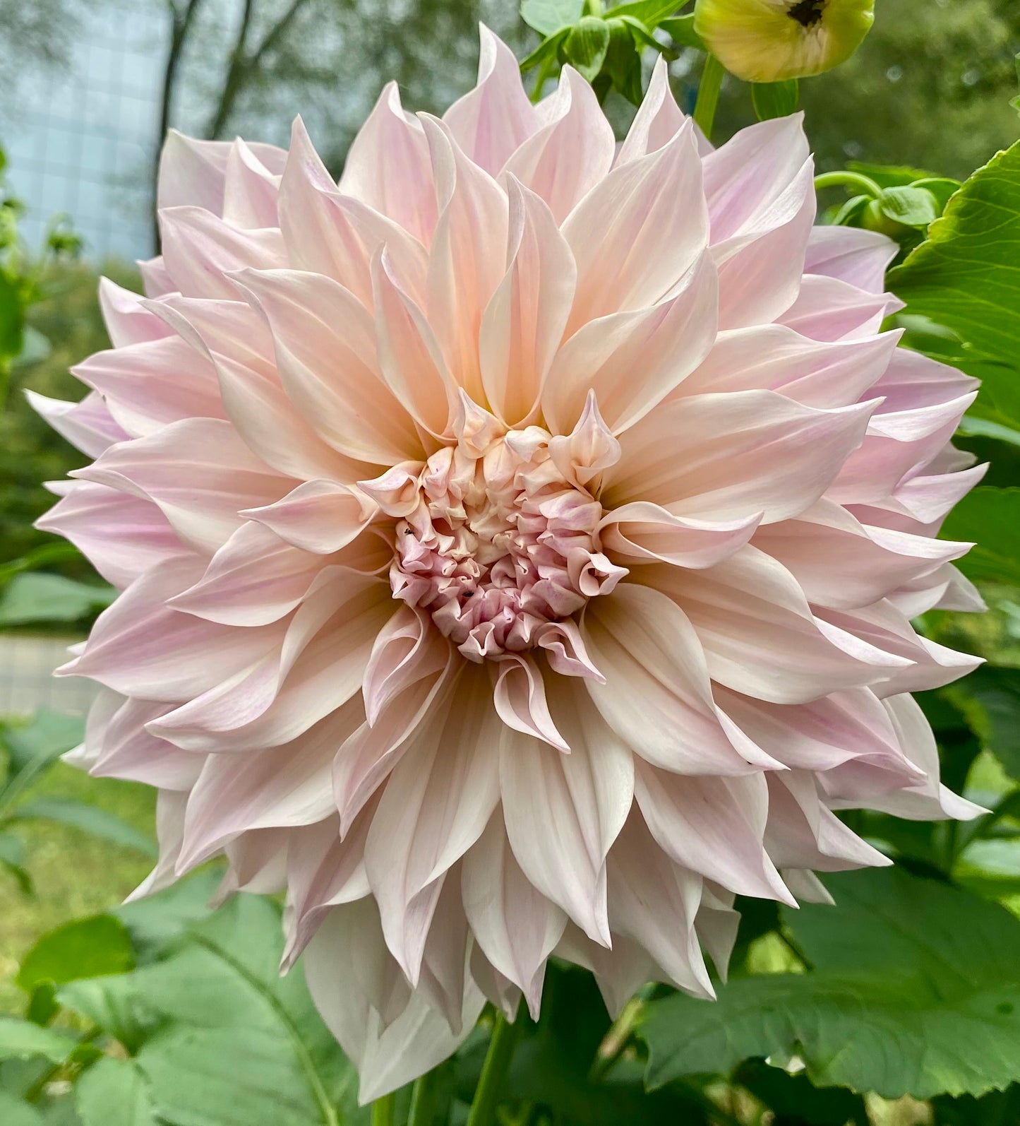 Cafe au Lait - Tuber