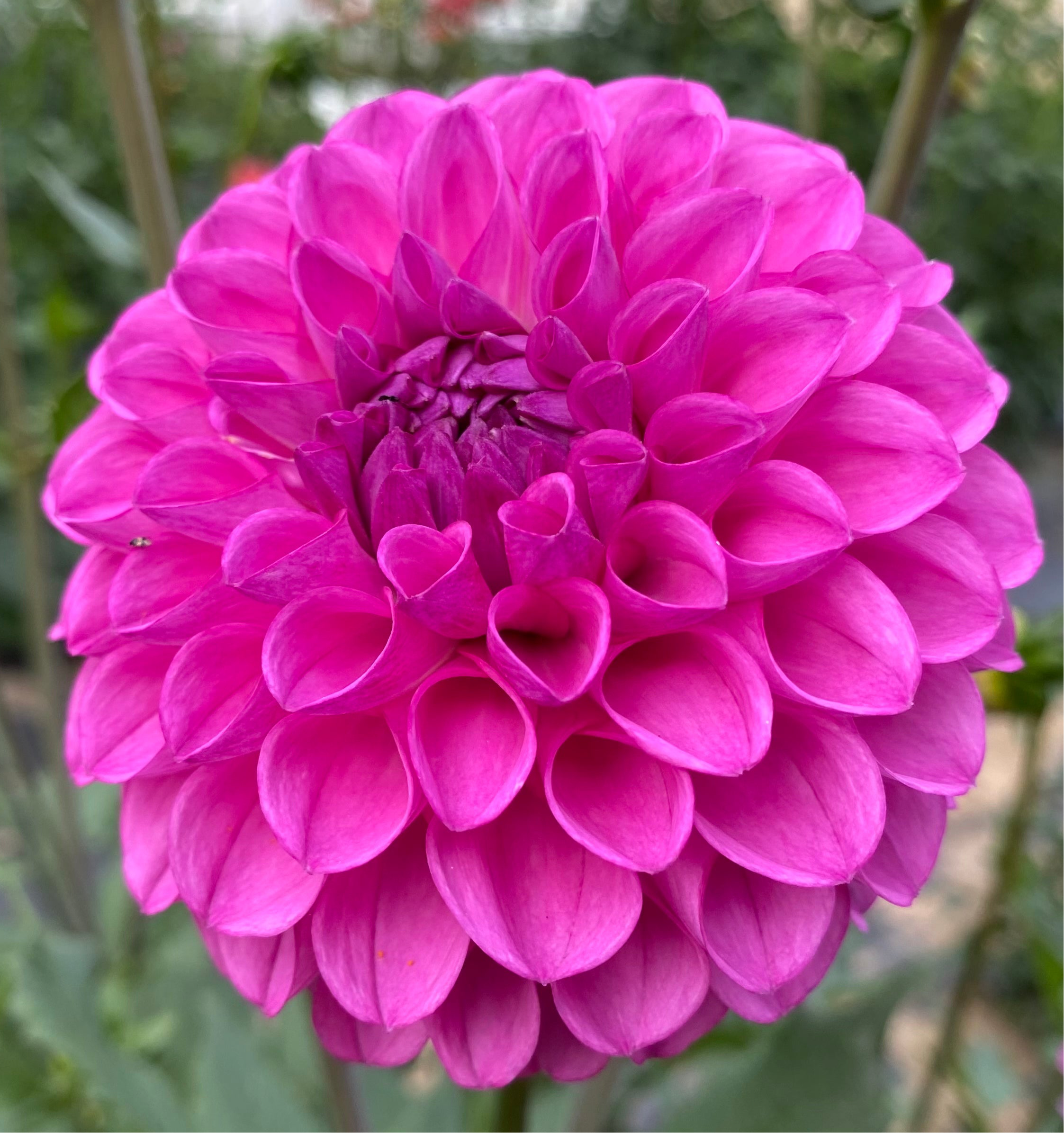 Ferncliff Violet - Tuber – Dragonfly Dahlias