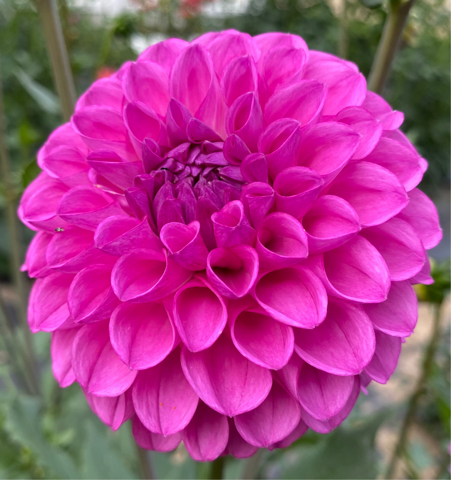 Ferncliff Violet - Tuber