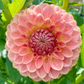 20th Ave Softer Peach - Tuber
