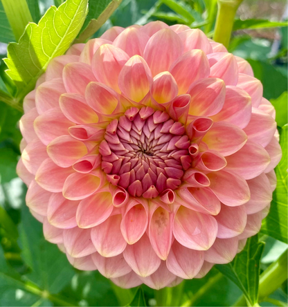 20th Ave Softer Peach - Tuber