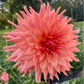 Bloomquist Peach Sorbet - Tuber