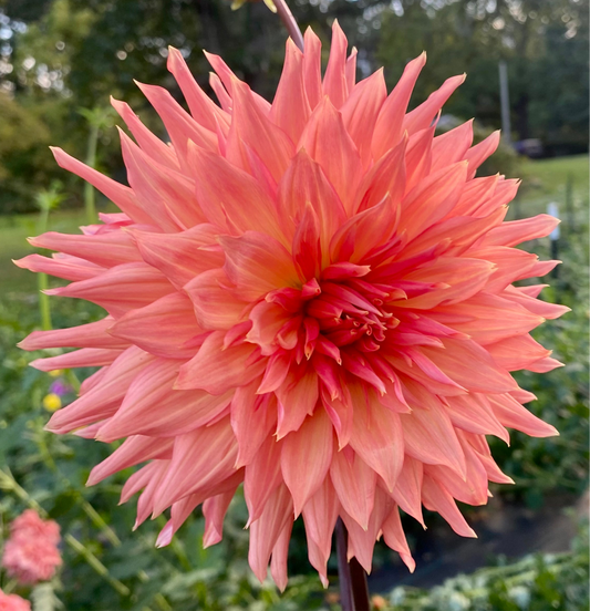 Bloomquist Peach Sorbet - Tuber