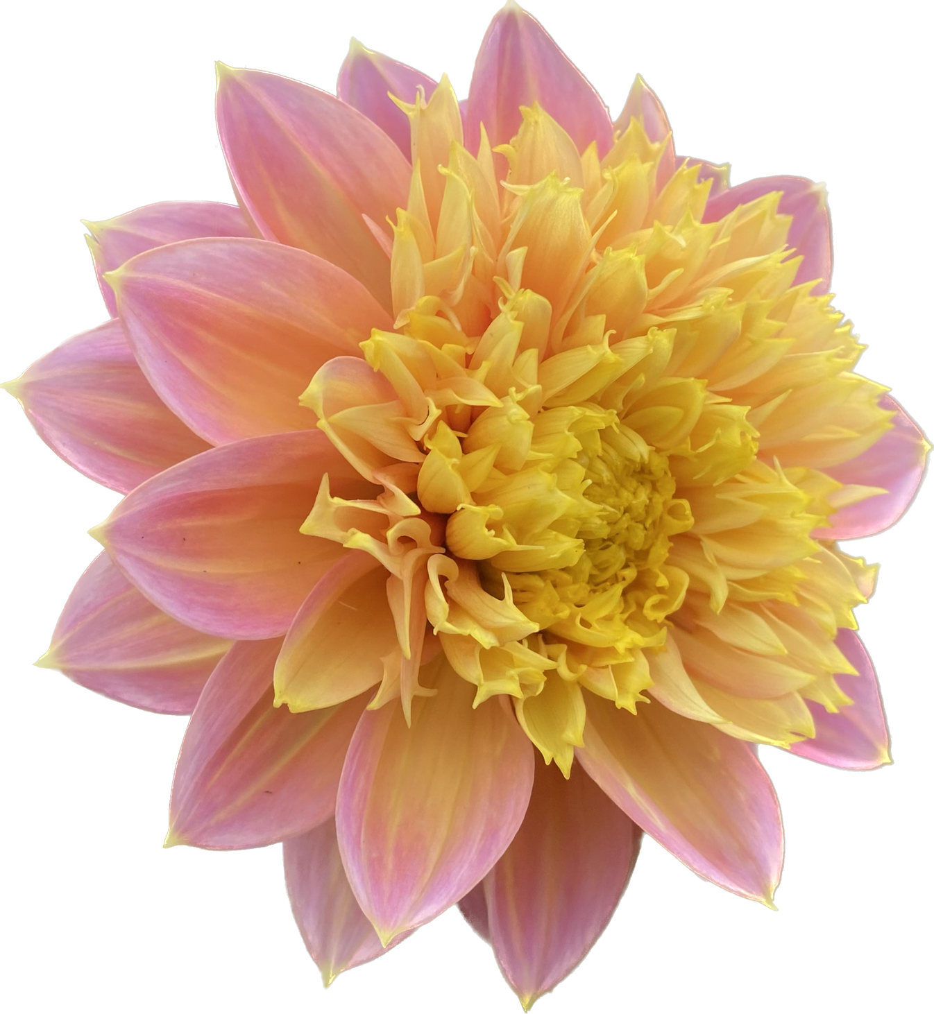 Goldie Gull - Rooted Cutting – Dragonfly Dahlias