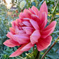 Hollyhill Daydream - Tuber