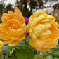 Sandia Susan - Tuber