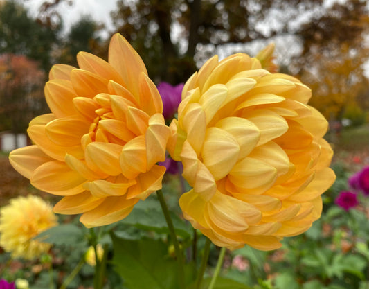 Sandia Susan - Tuber