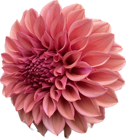 Orange Globe - Tuber