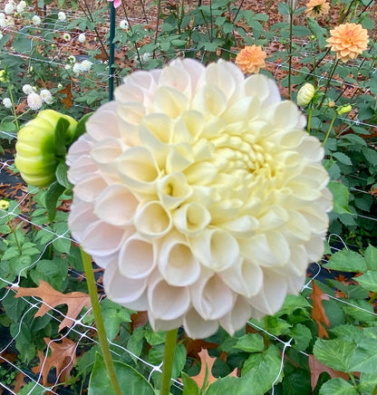 Hollyhill Pollyanna - Tuber