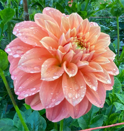 Bracken Palomino - Tuber