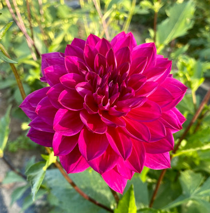 Sandia Nocturne - Tuber