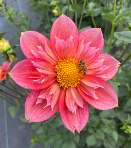 Bloomquist Simple - Tuber