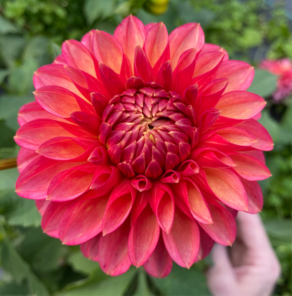 Camano Mystery - Tuber