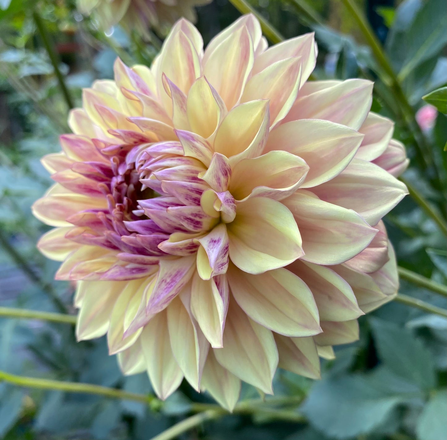 Dusty Beauty (Euro Variety) - Tuber