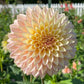 Bloomquist Blush - Tuber