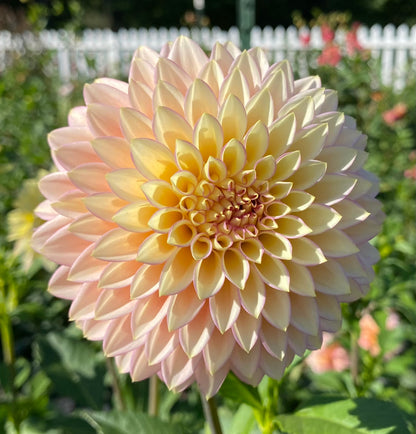 Bloomquist Blush - Tuber