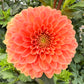 Amber Crystal (Euro Variety)- Tuber