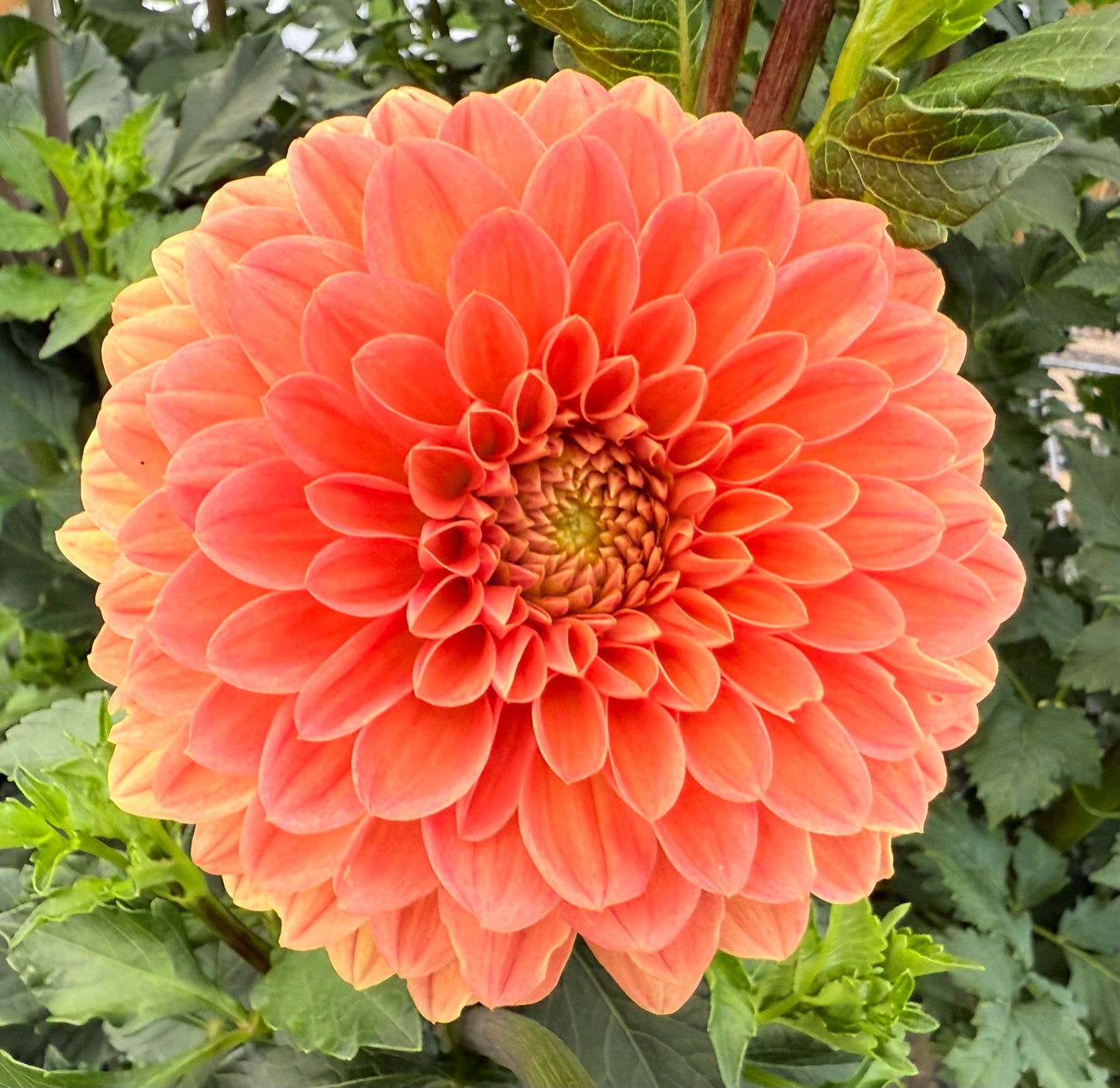 Amber Crystal (Euro Variety)- Tuber