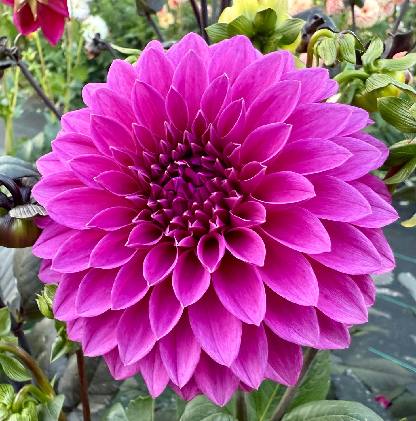 Bloomquist Ruby - Tuber