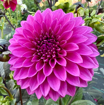 Bloomquist Ruby - Tuber