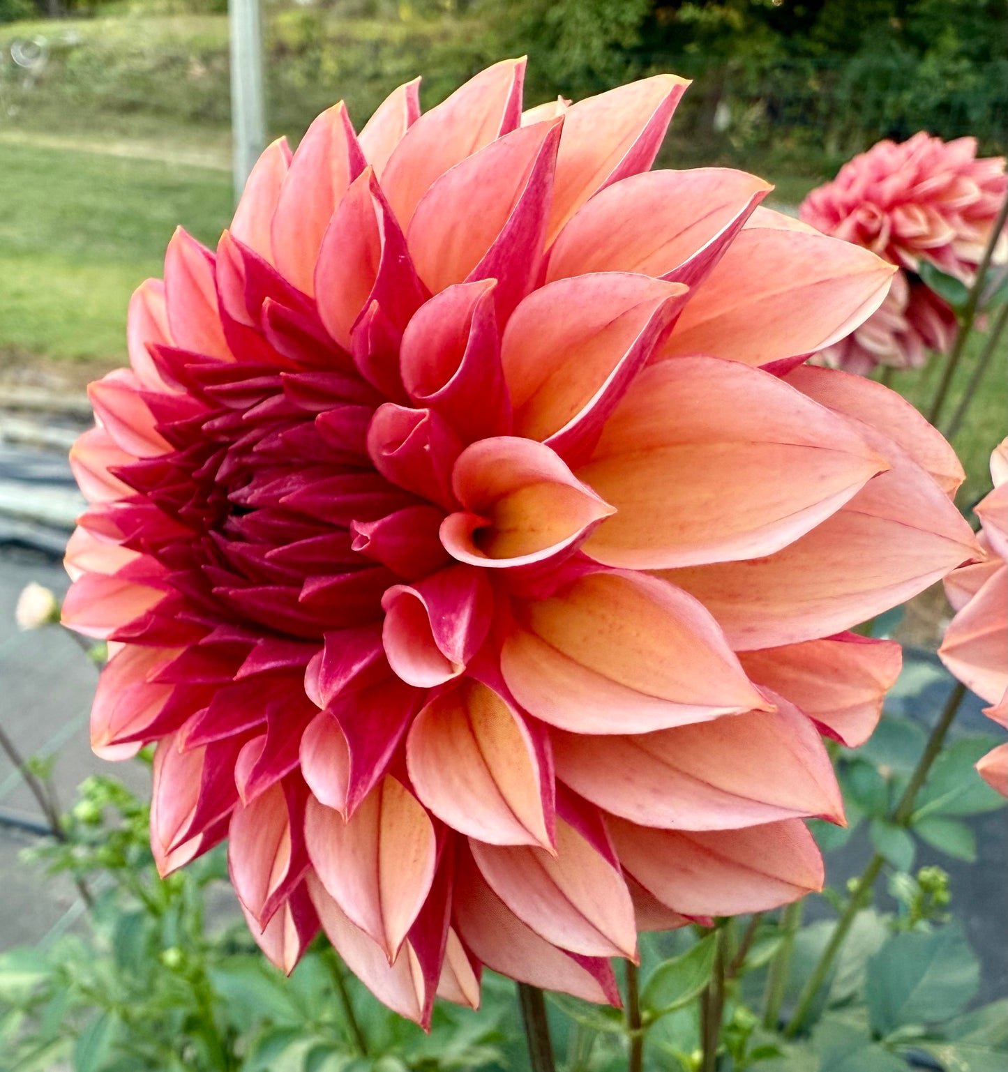 Peach Macaron (Japan variety) - Tuber