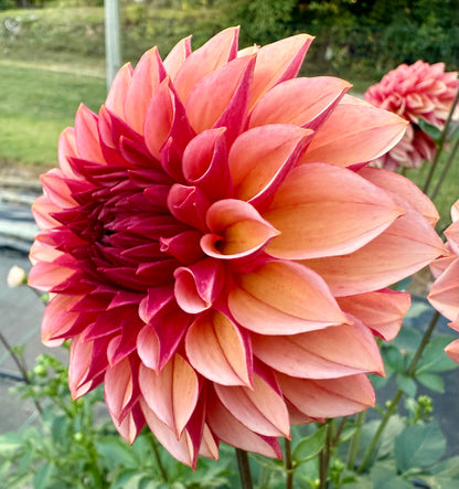 Peach Macaron (Japan variety) - Tuber