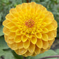 Clearview Butterscotch - Tuber