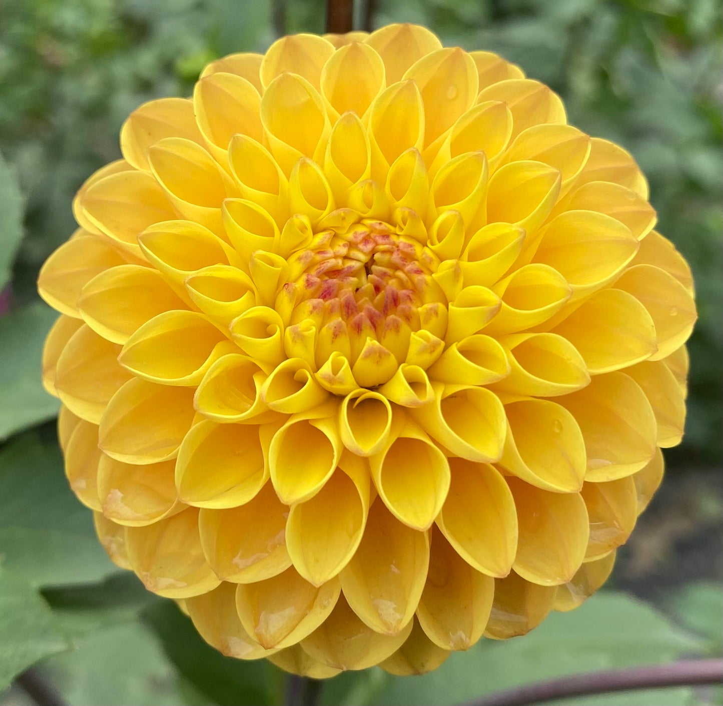 Clearview Butterscotch - Tuber