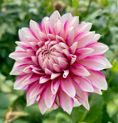 Budapest Blush - Tuber